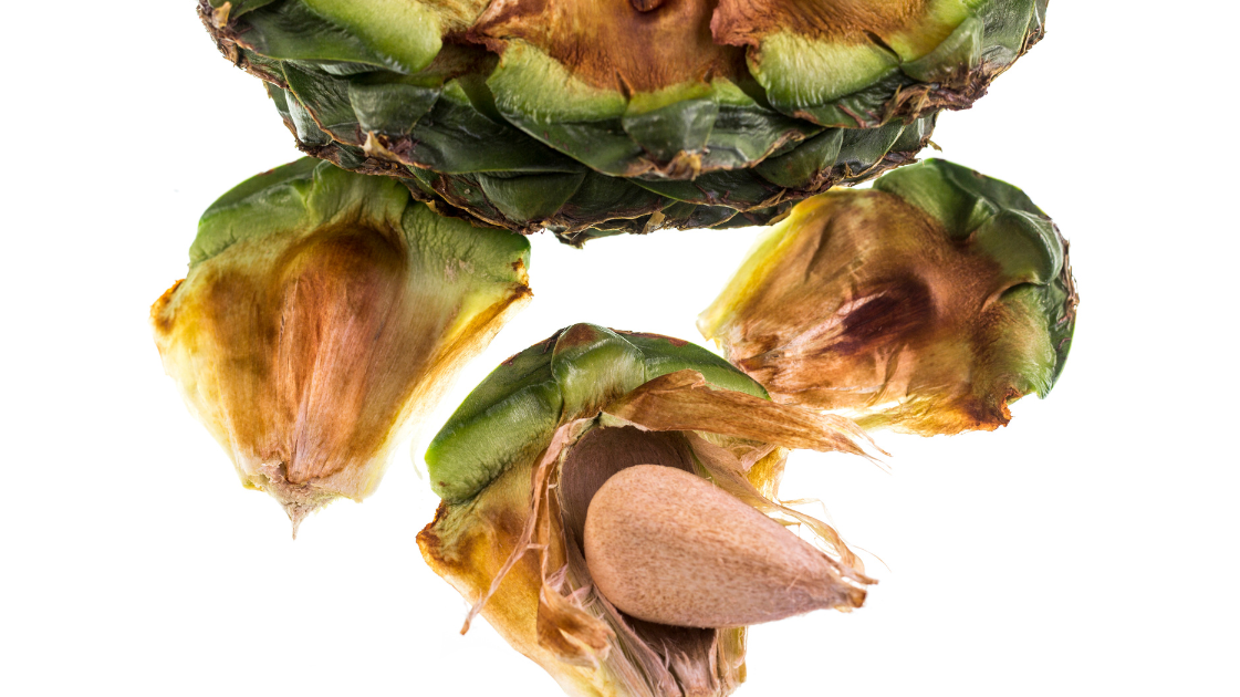 Bunya nuts are native to Australia