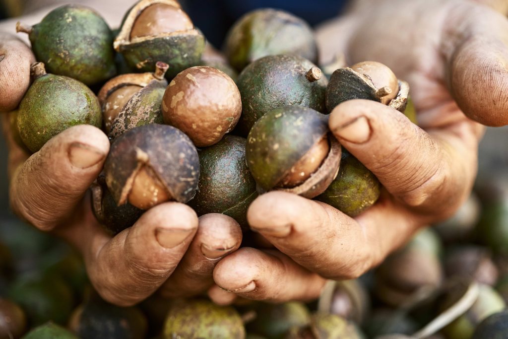 How to get nuts from your macadamia tree