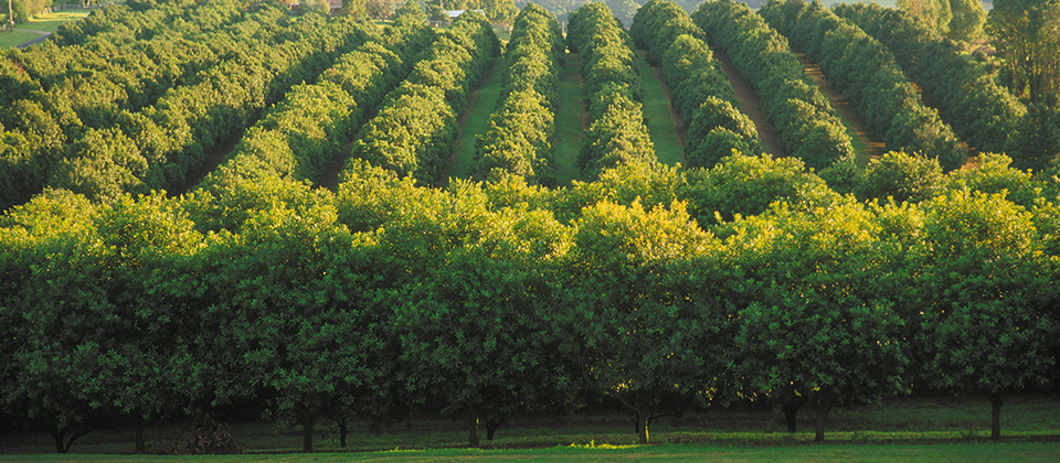 Macadamia orchard Australia