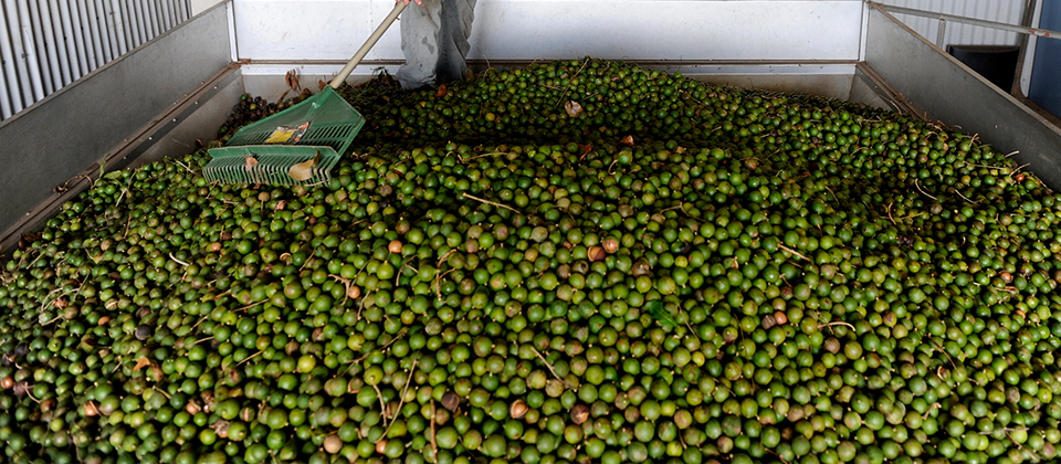 Macadamia nuts in their shell and green husk