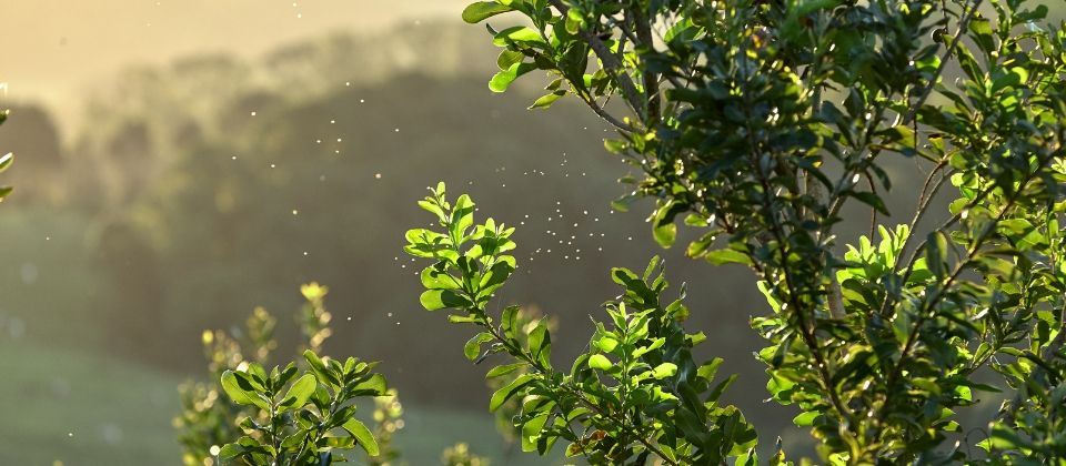 Watering your backyard macadamia tree