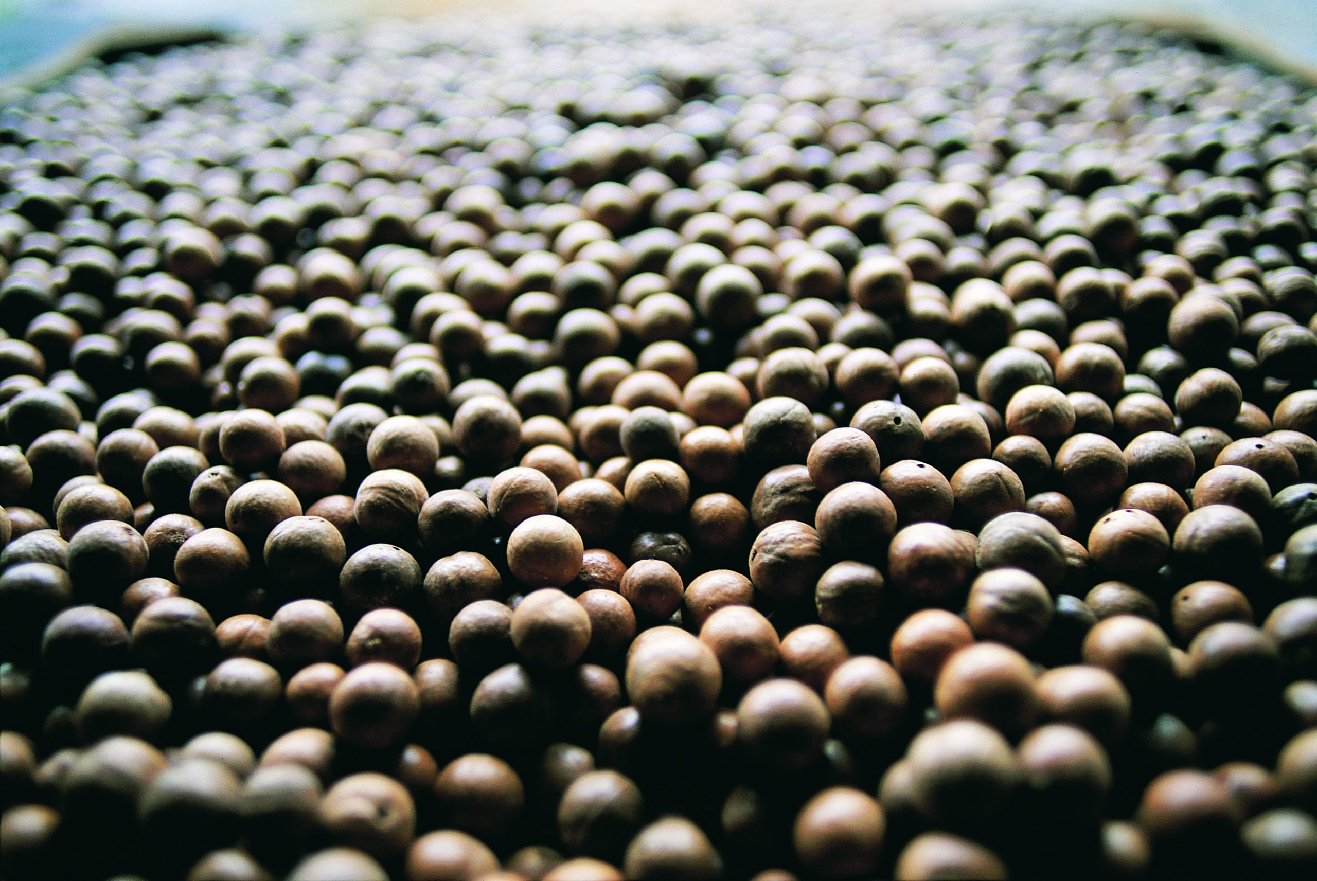 Australian macadamia nuts in shell