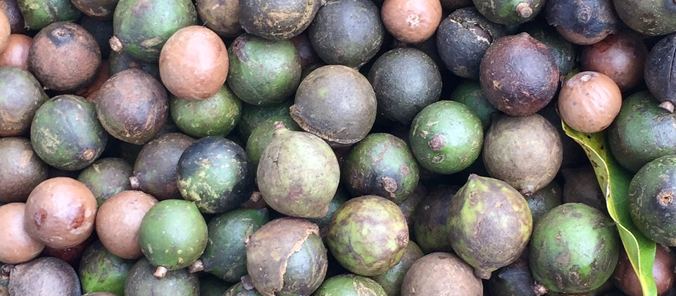 macadamia shells and husks