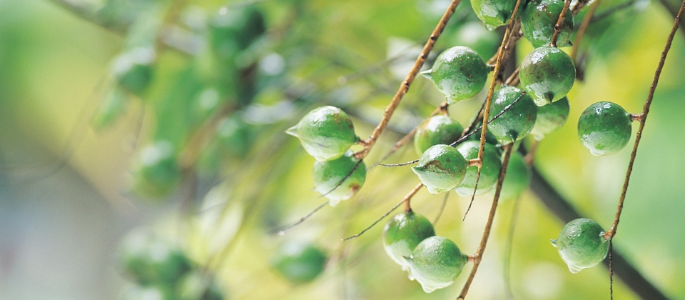 Macadamia nuts growing on the tree