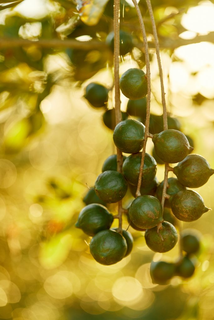 Macadamia nuts growing on tree