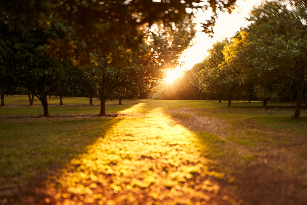 Macadamia australia sustainability