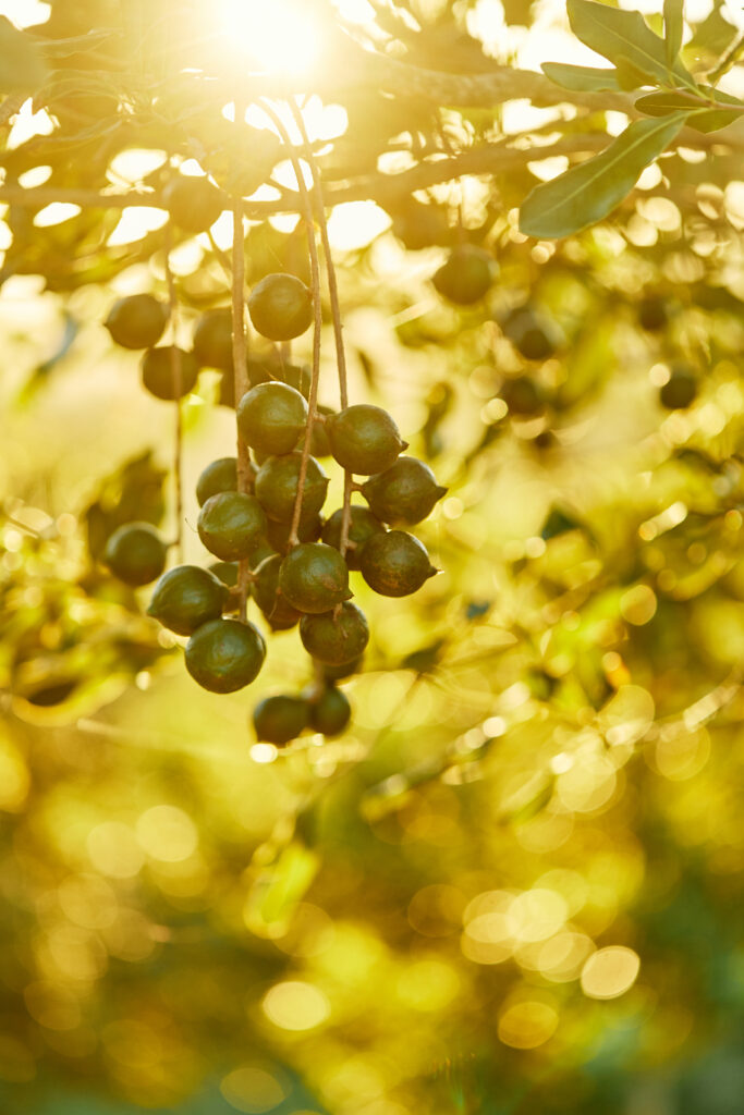 Macadamia nuts on tree