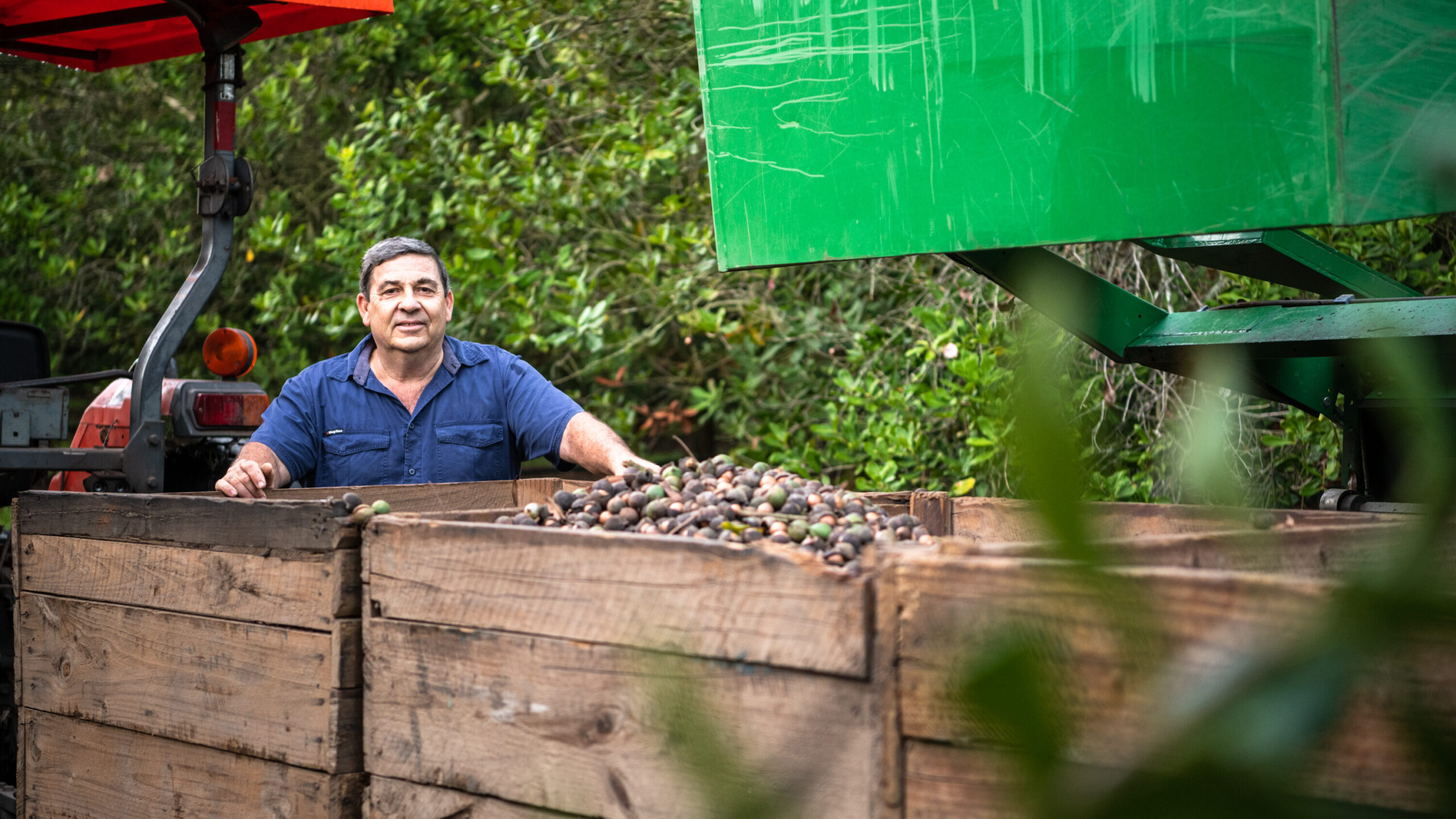 Freshly harvested macadamias in their husk and shell in Bundaberg