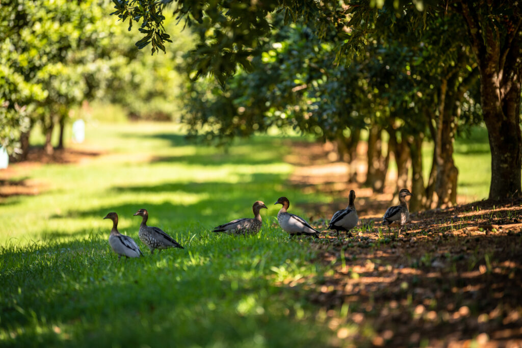 Macadamia trees growing in Northern Rivers NSW Australia