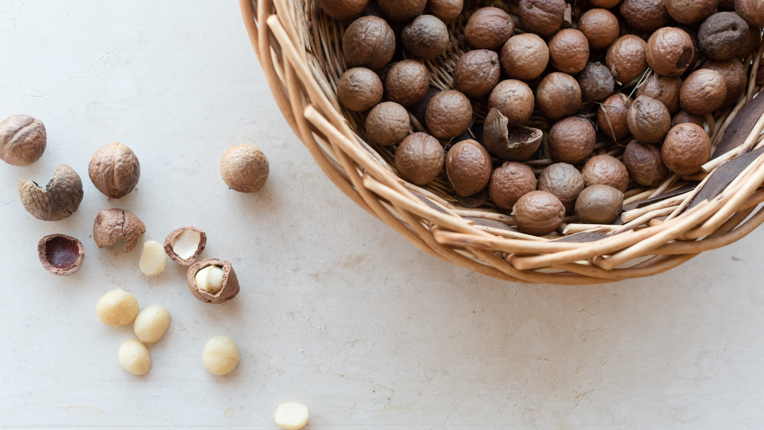 The brown shell of Macadamia tetraphylla is quite rough