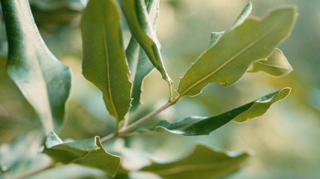 Macadamia ternifolia