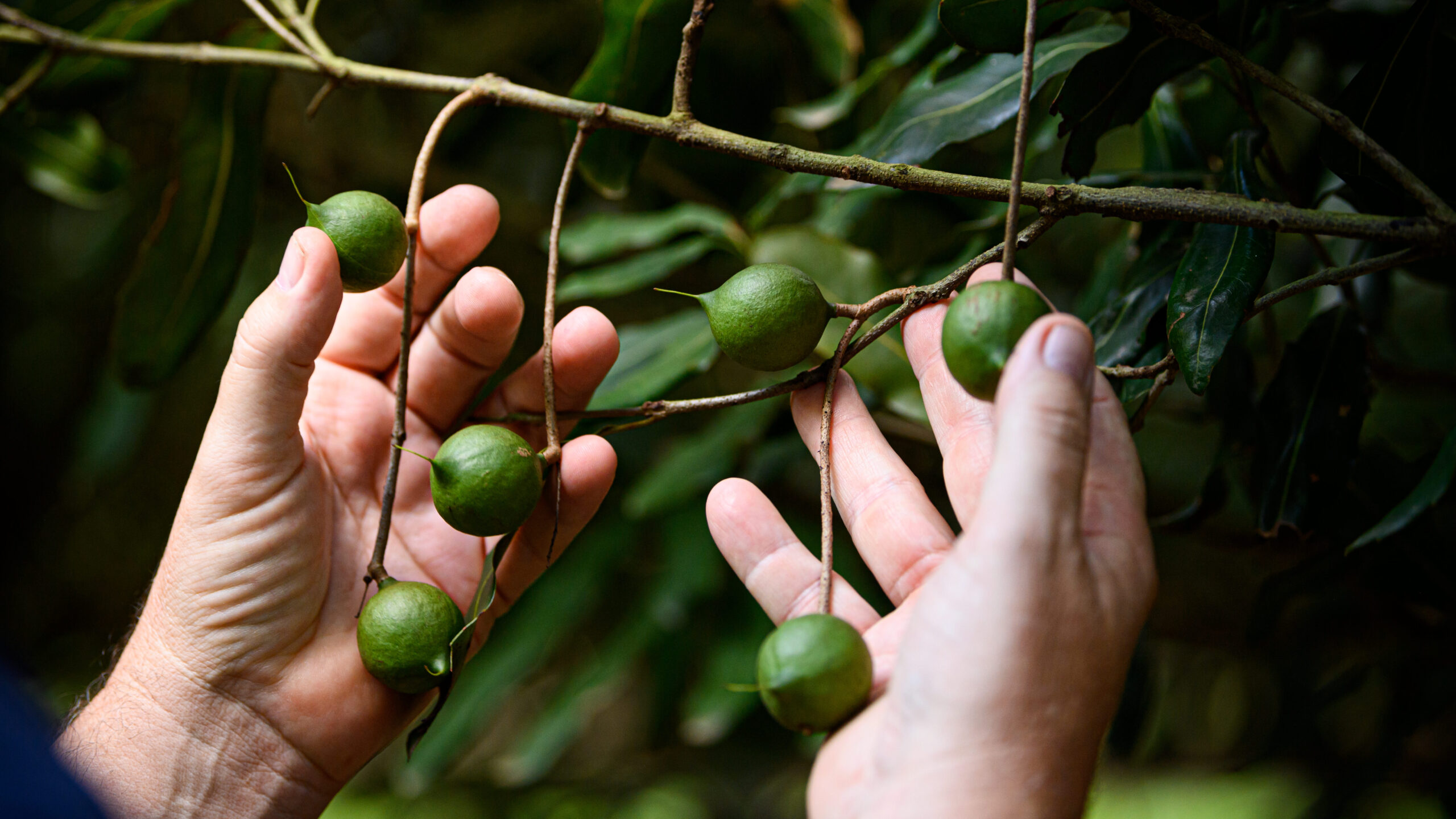 Macadamia nuts growing on the tree in Australia