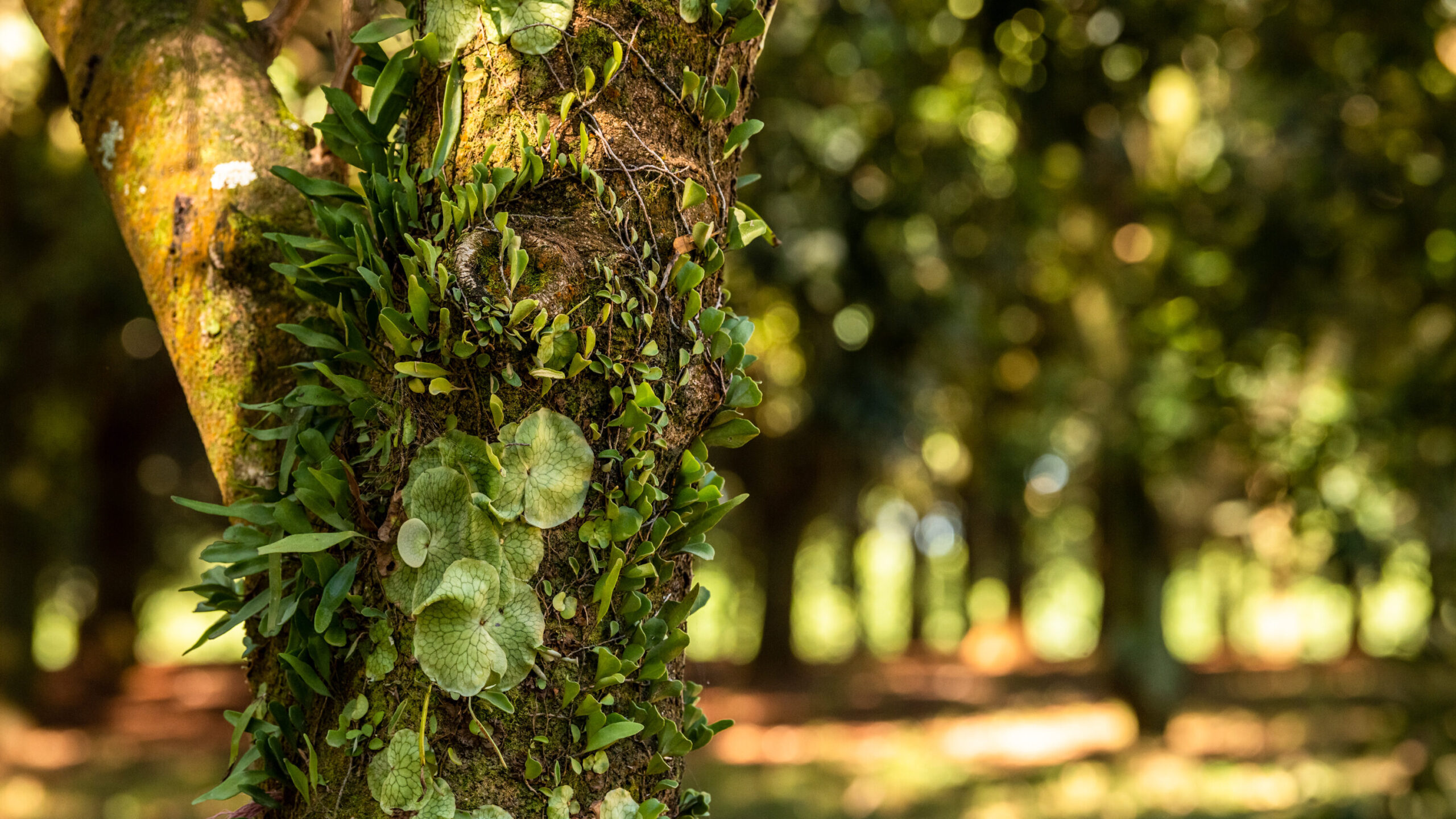 Macadamia tree trunk