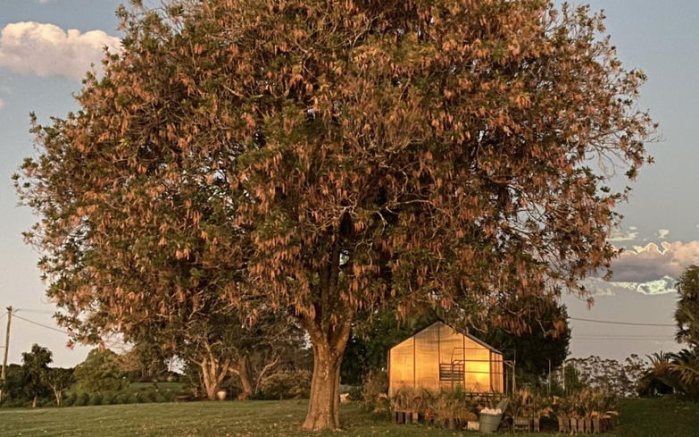 Macadamia Tetraphylla, Northern Rivers NSW