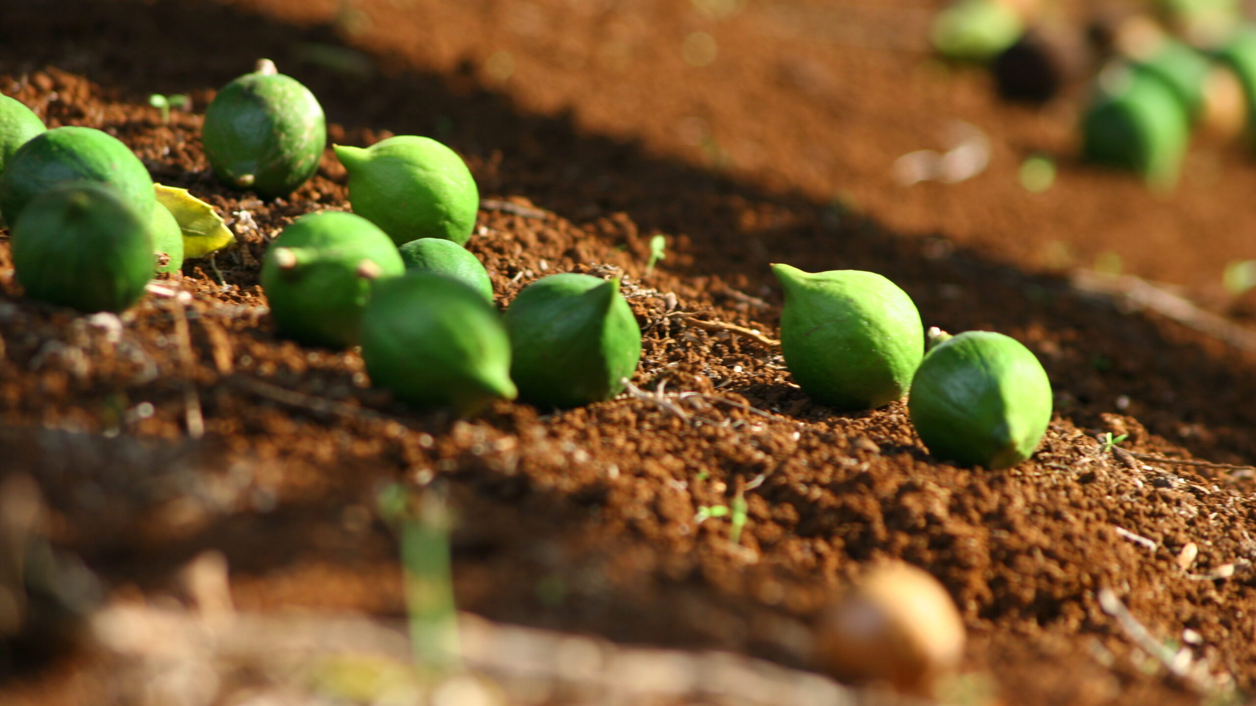 Macadamia nut harvesting in Australia