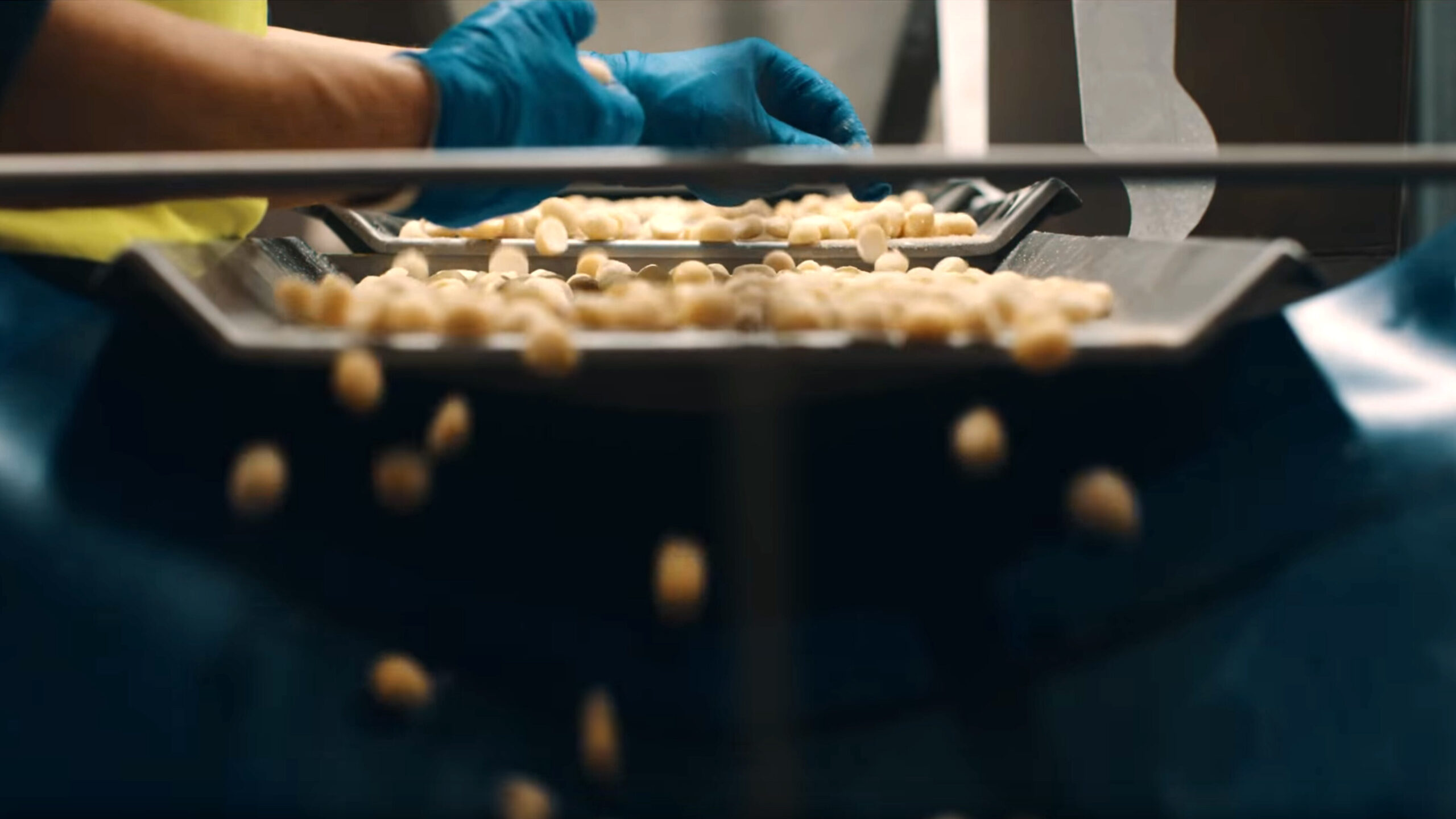 Macadamia nuts being processed after harvest