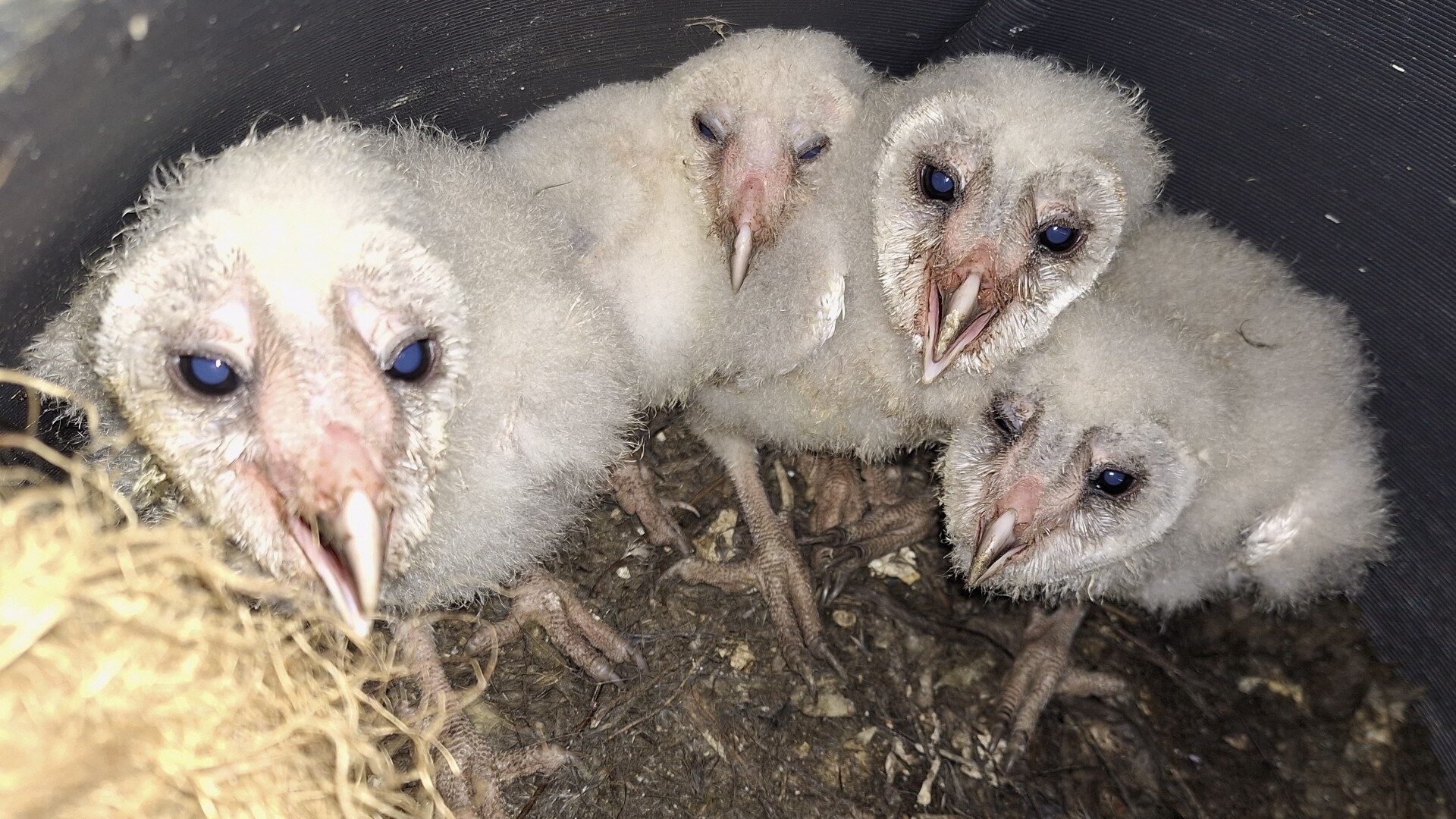 Barn Owlets