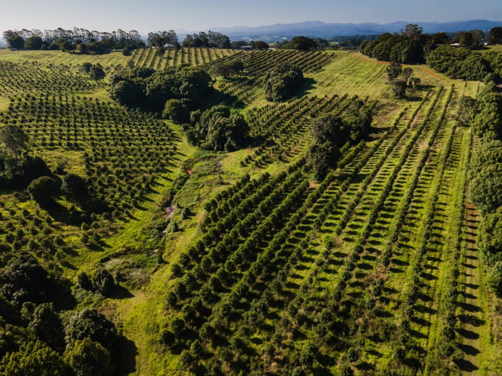 banyula biodiversity macadamia farming