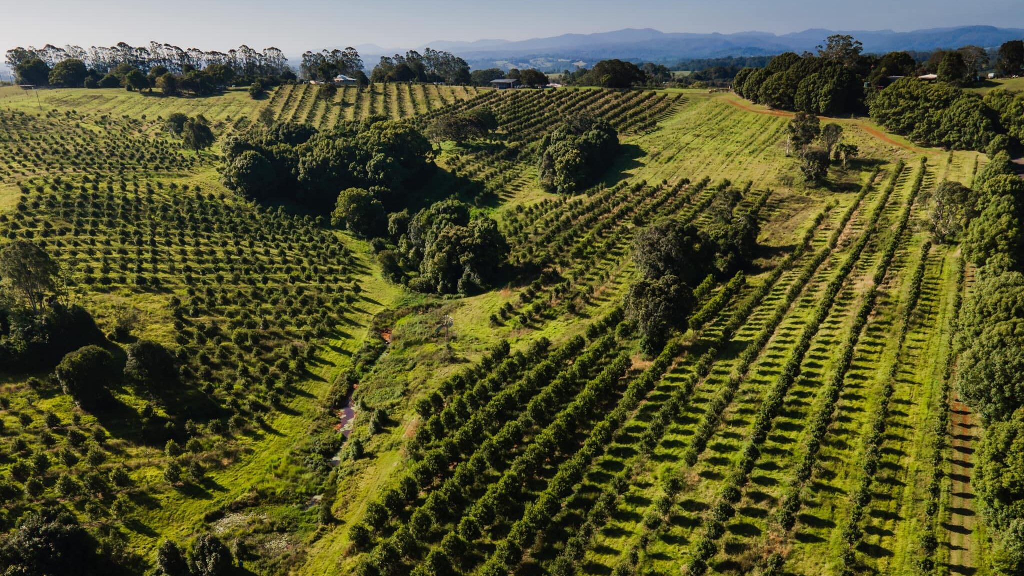 banyula biodiversity macadamia farming