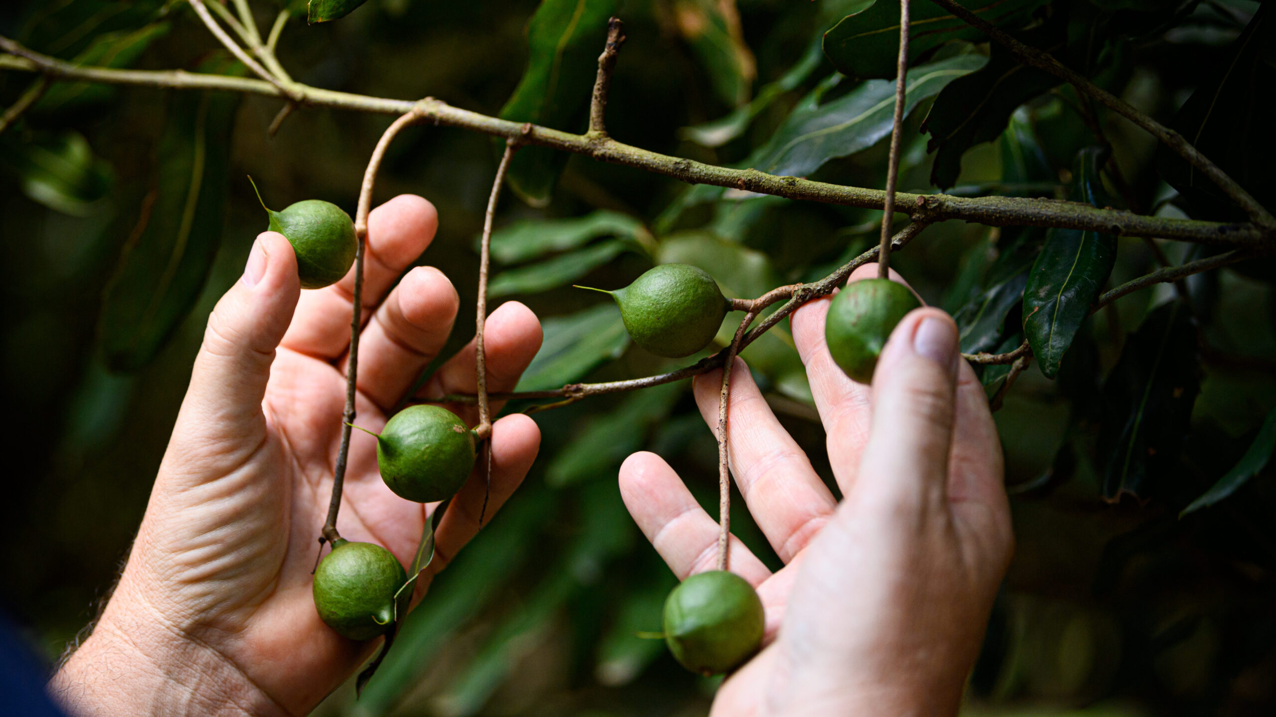 Macadamia nuts growing on the tree in Australia