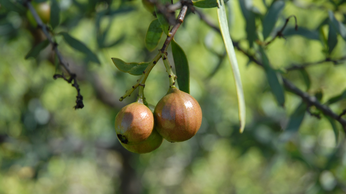 Native sandalwood nuts growing on a tree in Western Australia