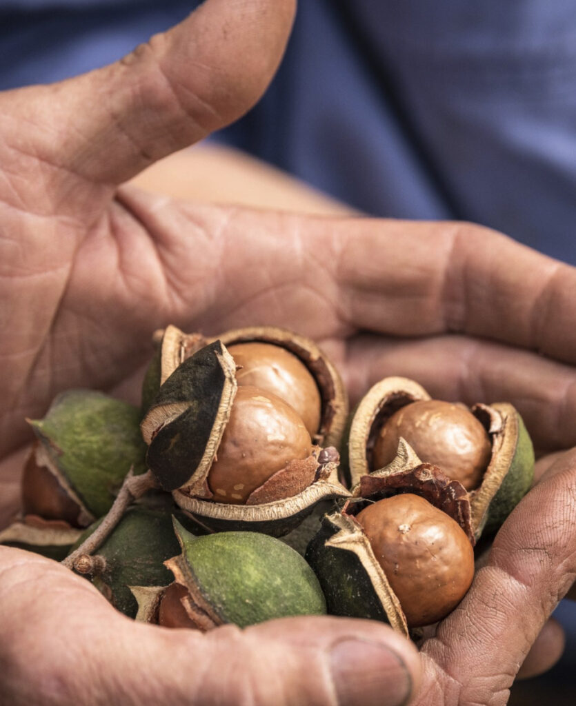 Nuts in hand of farmer