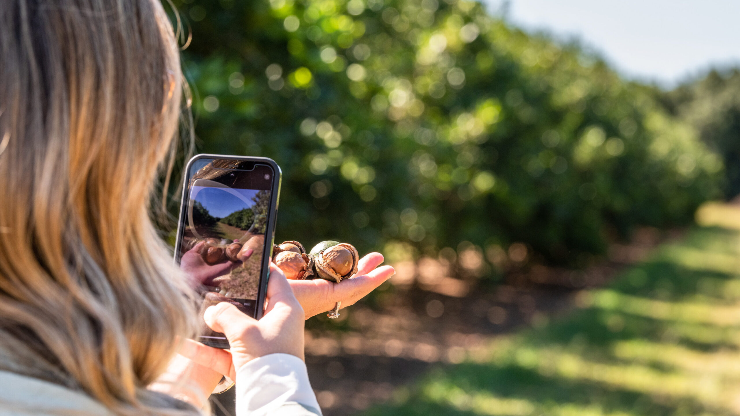 On the macadamia farm in Queensland