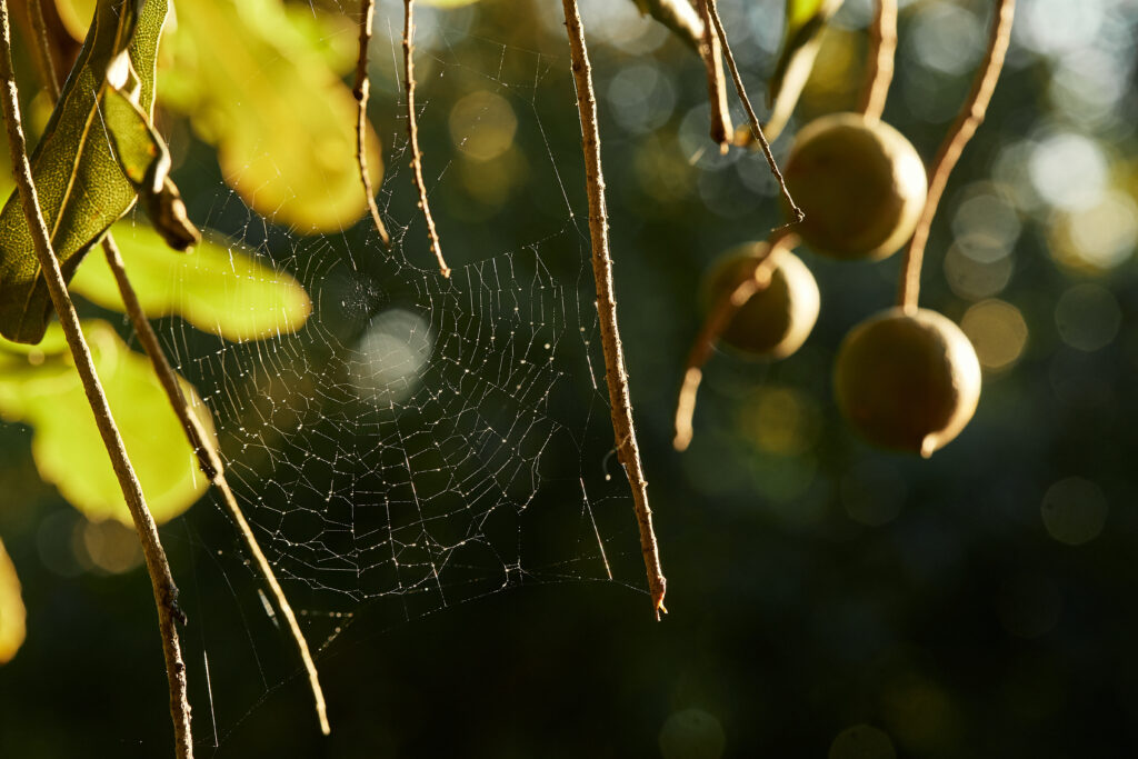 spider web in macadamia nut orchard