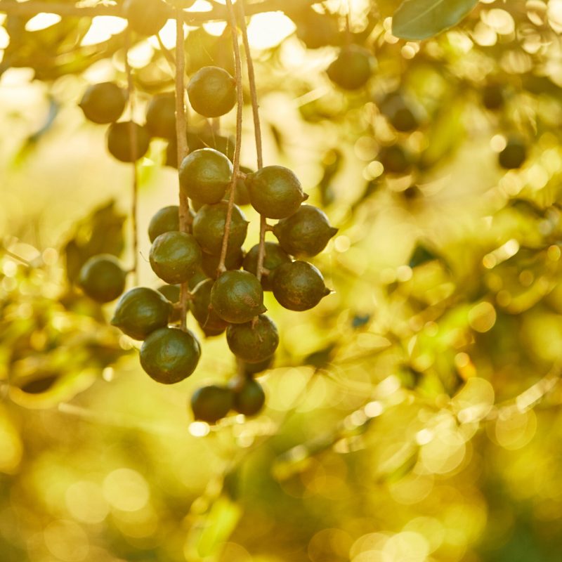 Macadamia nuts on tree